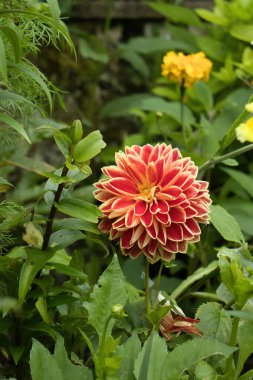 Fransa 'nın Giverny şehrinde bir yaz günü Monet' nin bahçesinde Dahlia çiçeği.