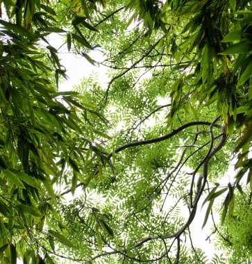 Fransa 'nın Giverny şehrinde bir yaz günü Monet' nin bahçesindeki ağaç dalları ve yeşil yaprakların tepesinde..