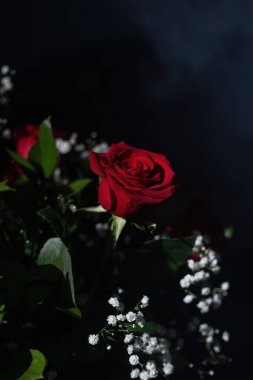 Siyah arka planda kırmızı gülün üzerinde parlayan ışık..