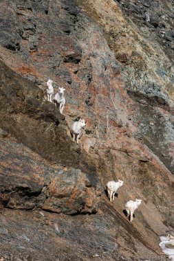 Alaska 'da güneşli bir bahar gününde Richardson Otoyolu' nun yanında bir uçurumun kenarında duran beş oyuncak koyun.. 