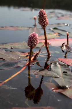 Su yosunu, Persicaria amfibiası ve Alaska 'da güneşli bir bahar gününde Bolio Gölü' ndeki yansımaları..