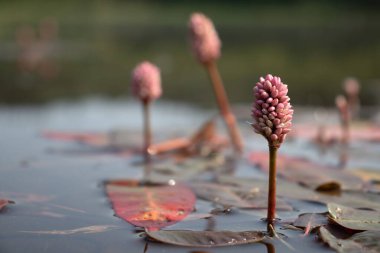 Su yosunu, Persicaria amphibia, Alaska 'da güneşli bir bahar gününde Bolio Gölü' nde yetişiyor..