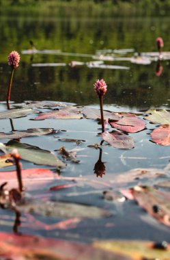 Su yosunu, Persicaria amphibia, Alaska 'da bir bahar günü Bolio Gölü' nde yetişiyor..