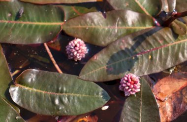 Alaska 'da güneşli bir bahar gününde Bolio Gölü' nde su yosunlarına, Persicaria amfibisine tepeden bakıyorum..