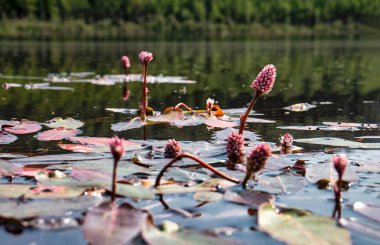 Alaska 'da güneşli bir bahar gününde Bolio Gölü' nde su yosunu, Persicaria amfibiası..