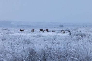 Alaska, Delta Kavşağı yakınlarında soğuk, karanlık ve sisli bir kış gününde karlı bir tarlada ren geyiği sürüsü..