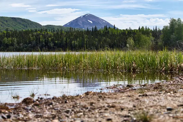 Donnelly Kubbesi, Alaska 'nın iç kesimlerinde güneşli bir bahar gününde yabani otlarla gölün arkasında.. 