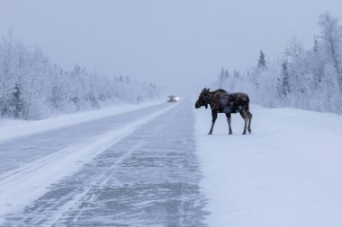 Geyik, kış günü Alaska 'da bir kar fırtınası sırasında yolda giden arabalarla Richardson Otoyolu' nu geçmek üzere.. 