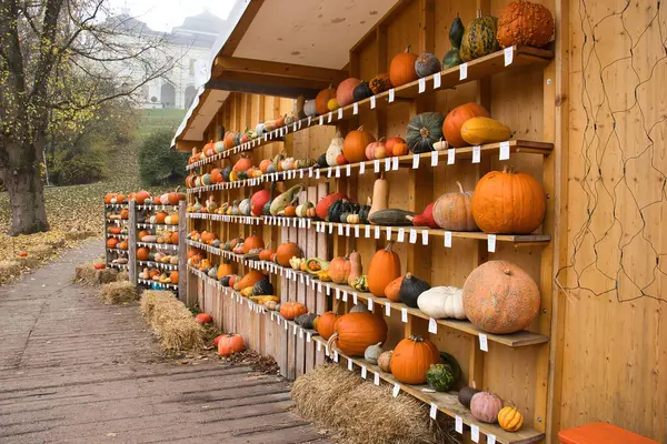 Ludwigsburg, Almanya - 11 Kasım 2021: Almanya 'da sisli bir sonbahar gününde balkabağı festivali sırasında Ludwigsburg Sarayı' ndaki ahşap raflarda bulunan balkabakları.