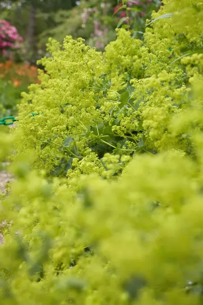 Fransa 'nın Giverny şehrinde bir yaz günü Monet' s Garden 'daki Bahçe Leydisi Mantosu.