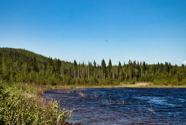 Bolio Gölü üzerindeki kuşlar güneşli bir bahar gününde Delta Junction, Alaska yakınlarında.