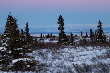 Karlı bir arazide duran geyik, bir kış öğleden sonrasına bakıyor Delta Kavşağı, Alaska yakınlarında pembe ve mavi bir gökyüzü ile. 