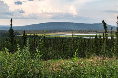 Alaska otoyolunun yanındaki ağaçlar ve su güneşli bir yaz gecesi Tok yakınlarında Alaska 'da.