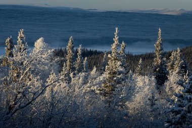 Alaska 'nın iç kısımlarındaki karlı ağaçlarda güneş parlıyor Delta Kavşağı' na yakın bir kış gününde..