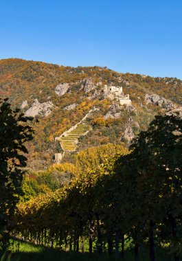 Wachau Vadisi, Avusturya - 24 Ekim 2021: Durnstein Şatosu güneşli bir sonbahar gününde Avusturya 'nın Wachau Vadisi' ndeki bir üzüm bağının üzerindeki bir tepenin üzerinde.