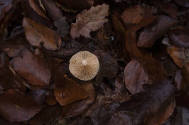 Bir sonbahar akşamı Alman ormanında beyaz bir mantarın etrafındaki kahverengi yapraklara bakıyorum..