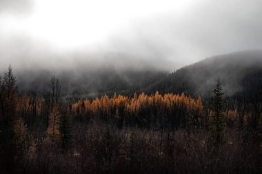 Kanada 'da Alaska Kanada Otoyolu' nda sisli bir sonbahar gününde dağların önünde portakal ağaçları. 