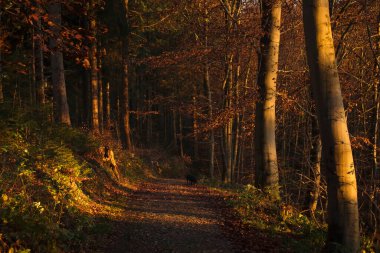 Hollanda 'da bir sonbahar öğleden sonrasında ağaçların arasından parlayan güneş....