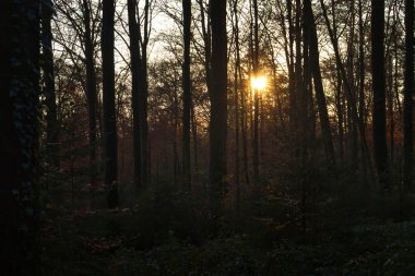 Hollanda 'da bir sonbahar öğleden sonrasında ağaçların arasından parlayan güneş..