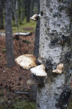 Alaska 'da bir bahar günü Moose Gölü yakınlarındaki bir ormanda yetişen mantarlar..