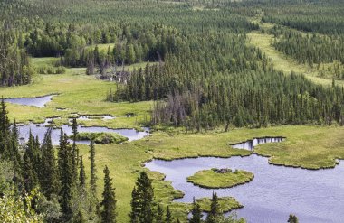 Delta Kavşağı, Alaska yakınlarında güneşli bir bahar gününde Moose Pond 'un arkasındaki çam ağaçları. 
