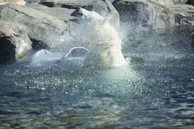 Kutup ayısı güneşli bir günde Alaska 'daki Anchorage Hayvanat Bahçesi' nde suyu sallıyor.. 