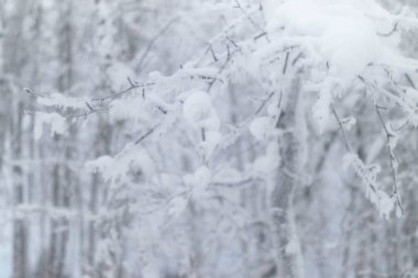 Fairbanks, Alaska 'da bir kış gününde ağaç dallarında beyaz kar. 