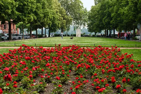 Mainz, Almanya - 25 Haziran 2021: Mainz, Almanya 'da bir yaz günü küçük bir bahçede kırmızı çiçekler.