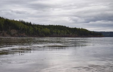 Alaska 'da bulutlu bir bahar gecesinde Yukon Nehri' nin etrafındaki ağaçlar. 