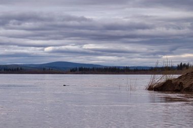 Alaska 'daki Dalton Otoyolu' nda bir bahar gecesi Yukon Nehri 'nde yüzen kunduz.. 