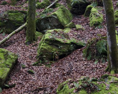 Almanya 'da Kaiserslautern yakınlarında bir sonbahar günü Karlstal' da kayalıklarda yeşil yosun. 