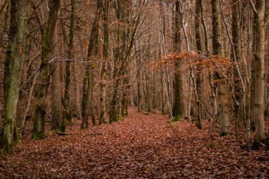 Almanya 'nın Potzbach yakınlarındaki Palatinate Ormanı' nda bir sonbahar günü ağaçların altında kahverengi yapraklar.. 