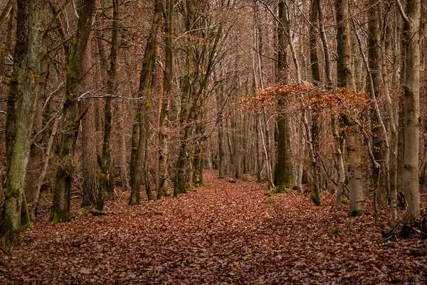 Almanya 'nın Potzbach yakınlarındaki Palatinate Ormanı' nda bir sonbahar günü ağaçların altında kahverengi yapraklar.. 