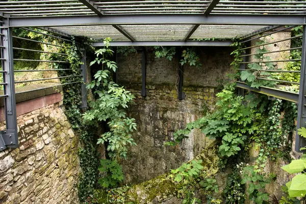 Mainz, Almanya 'da güneşli bir yaz gününde yeşil bitkilerle harabeler üzerine ızgara yapın.. 