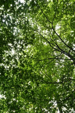 Almanya 'nın Palatinate Ormanı' nda bir sonbahar gününde açık gökyüzüne karşı ağaçlarda yeşil yapraklar.. 