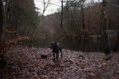 Almanya 'nın Palatinate Ormanı' ndaki bir gölette ölü yaprakların üzerinde duran siyah labrador Retriever..