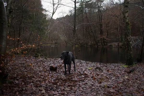Almanya 'nın Palatinate Ormanı' ndaki bir gölette ölü yaprakların üzerinde duran siyah labrador Retriever..