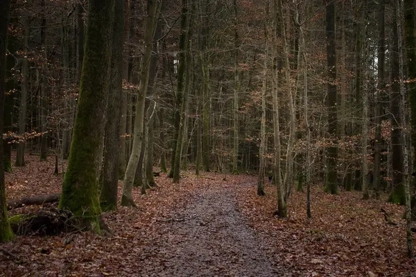 Karanlık bir kış gününde Almanya 'nın Palatinate Ormanı' nda Hexenklamm 'da yürüyüş yolu.