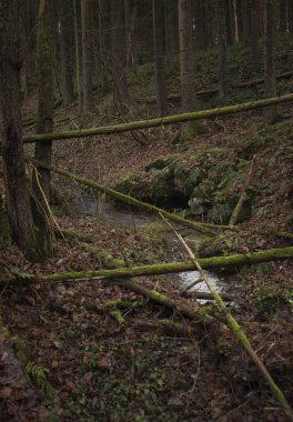 Almanya 'nın Palatinate Ormanı' ndaki karanlık bir kış gününde Hexenklamm 'daki sığ derenin üzerine düşen kütükler.. 