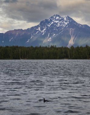 Bir yaz gecesi Wasilla, Alaska 'da Lucille Gölü' nün arkasında bir dağla suda yüzen ördek..