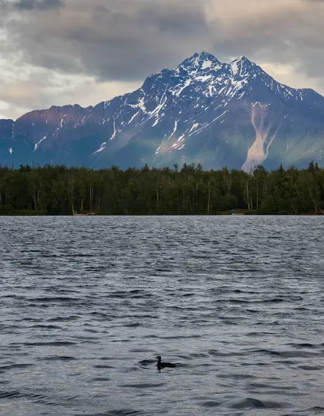 Bir yaz gecesi Wasilla, Alaska 'da Lucille Gölü' nün arkasında bir dağla suda yüzen ördek..