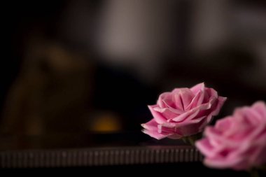 Alaska 'da bir otel odasında aynanın kenarındaki pembe gülün yansıması..