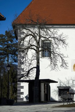 Bled, Slovenya - 16 Ocak 2022: Slovenya 'da güneşli bir kış gününde Bled Island' da kilisenin önündeki çıplak ağaç.