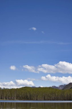 Anchorage, Alaska 'da güneşli bir bahar gününde Ayna Gölü' nün arkasındaki huş ağacının üzerinde açık mavi gökyüzü. 