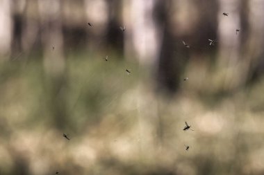 Alaska 'da bir bahar günü Ayna Gölü' nde örümcek ağındaki böcekler. 