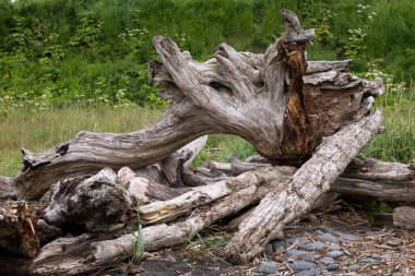 Bir yaz günü Homer, Alaska 'da Bishop' s Beach 'te sürükleniyor..