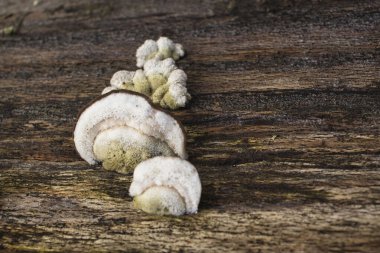 Almanya 'da bir kış günü Homburg Kalesi yakınlarındaki bir ağaçta mantar kırıntısı..