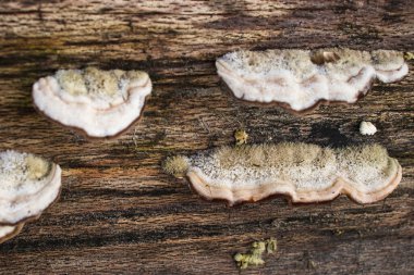 Almanya 'da kış günü Homburg Şatosu yakınlarındaki ağaçta kıllı mantar kuyruğu.