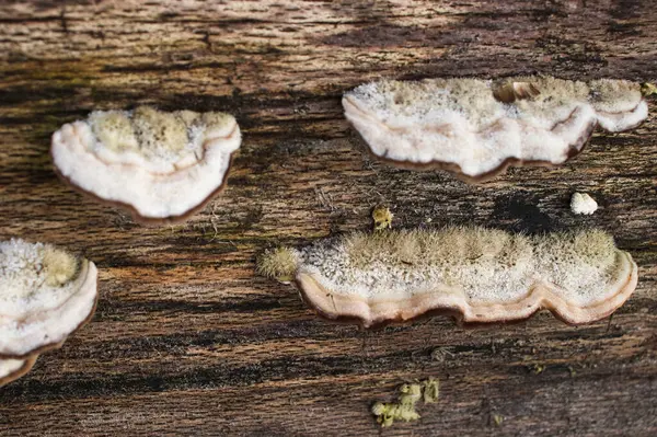 Almanya 'da kış günü Homburg Şatosu yakınlarındaki ağaçta kıllı mantar kuyruğu.
