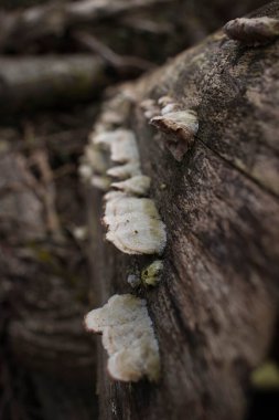 Almanya 'daki Homburg Kalesi yakınlarında bir kış günü bir kütüğün kenarında büyüyen beyaz mantarlar.. 